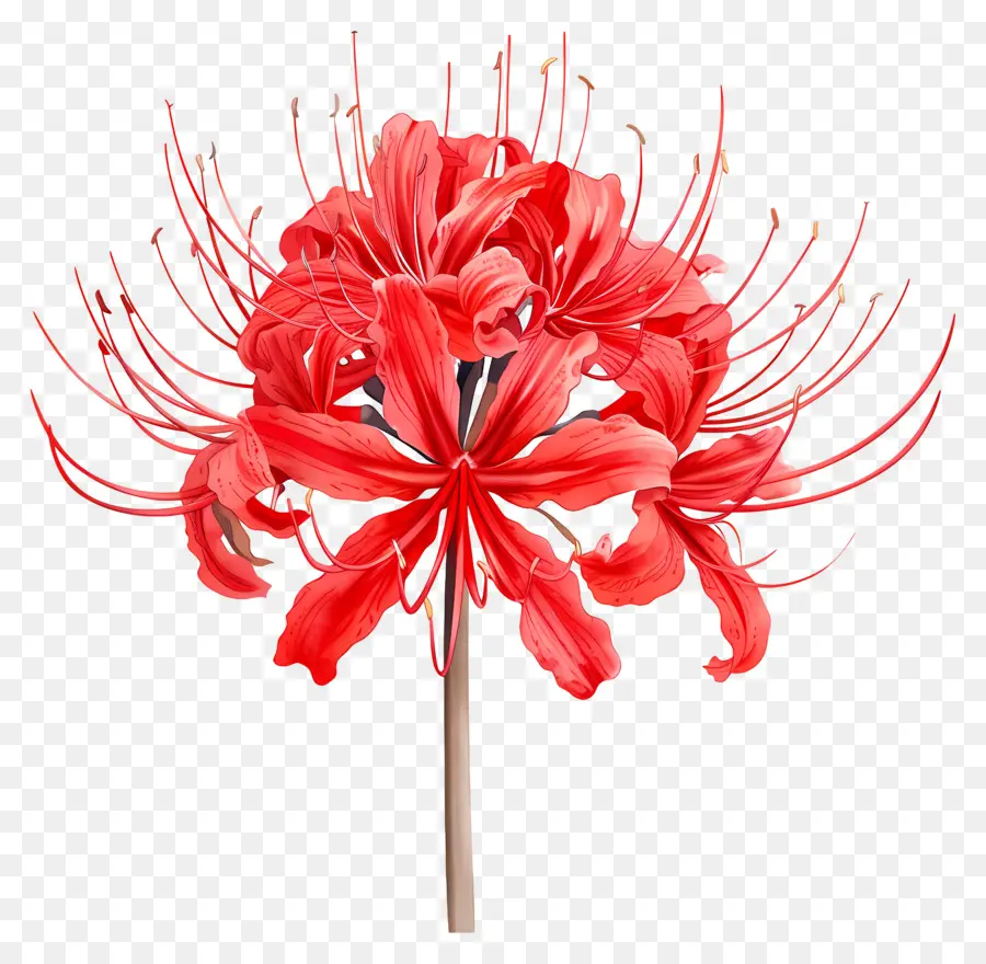 Spider Lily，Flor Vermelha PNG