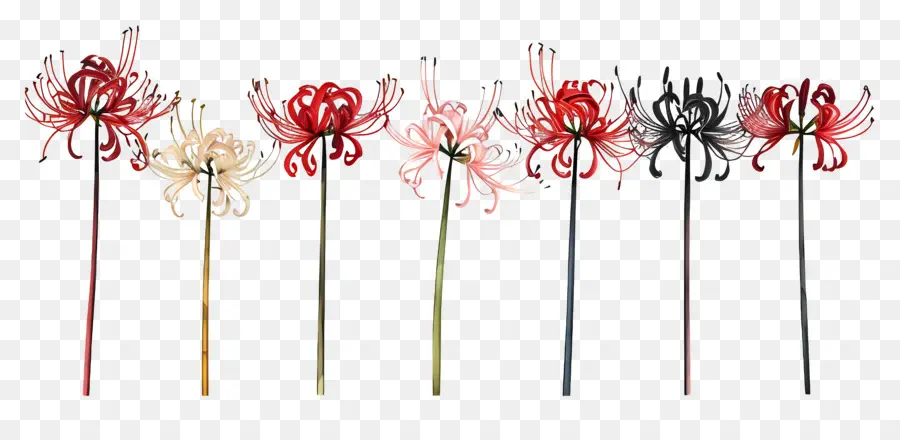 Spider Lily，Flores PNG