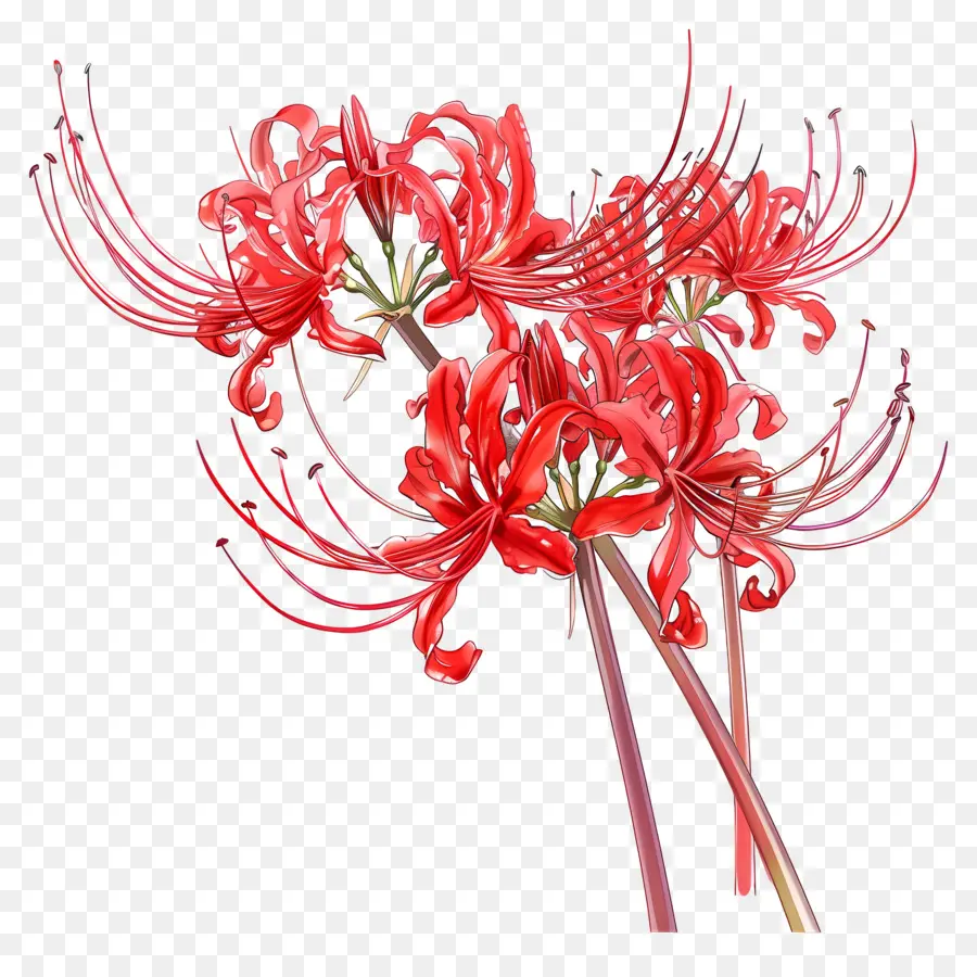 Spider Lily，Flores Vermelhas PNG