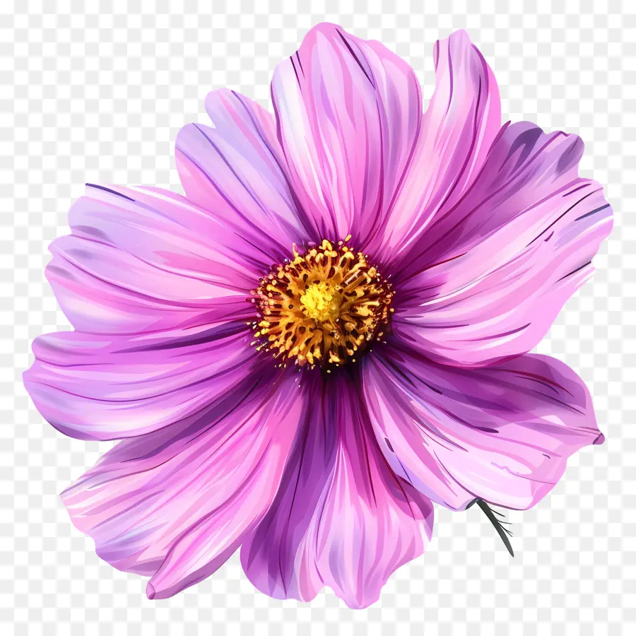 Flor Do Cosmos，Flor PNG