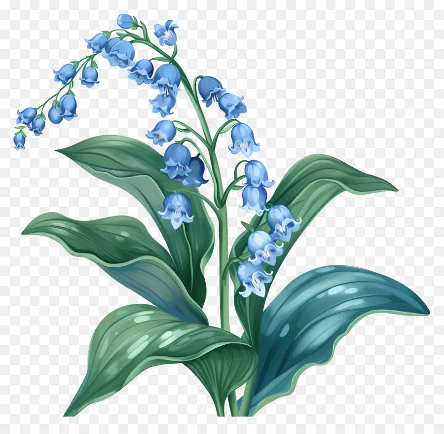 Lily Azul Do Vale，Flor Azul PNG