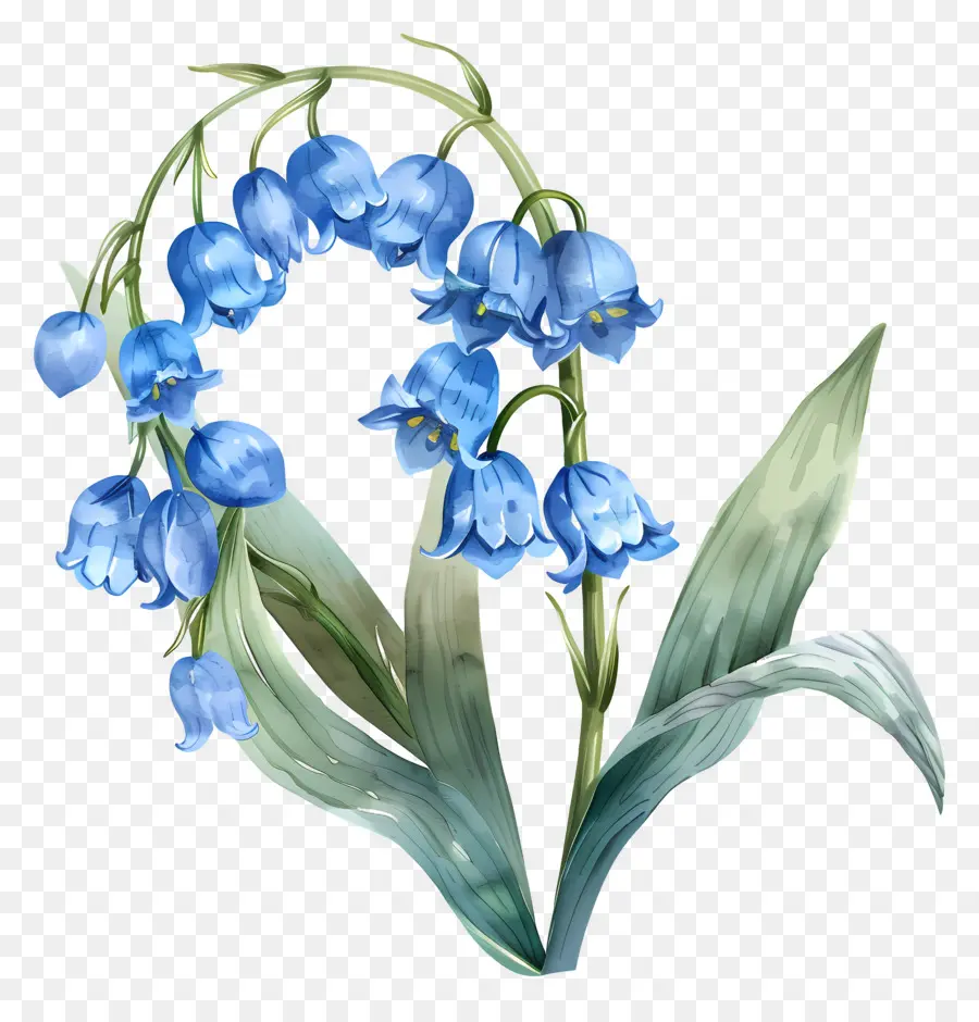 Lily Azul Do Vale，Flores Azuis PNG