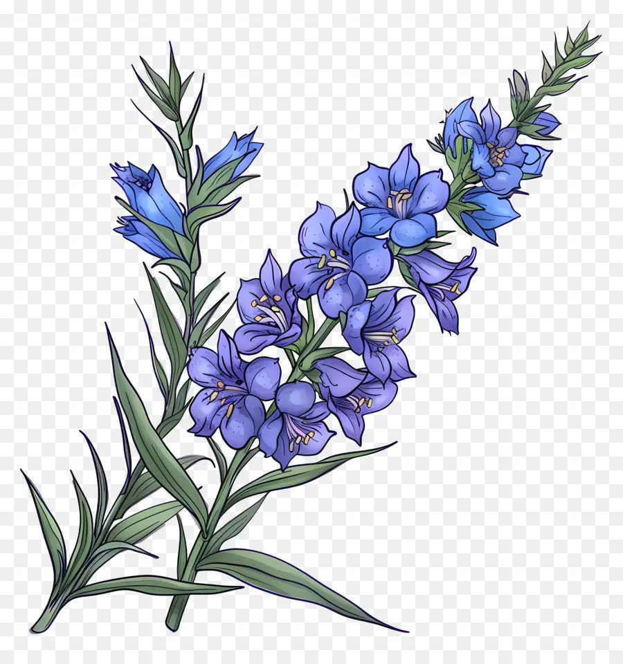 Flor De Larkspur，Flor Azul PNG