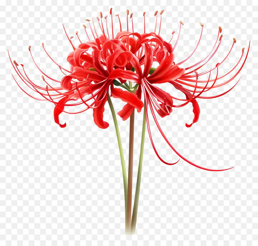 Spider Lily，Flor Vermelha PNG