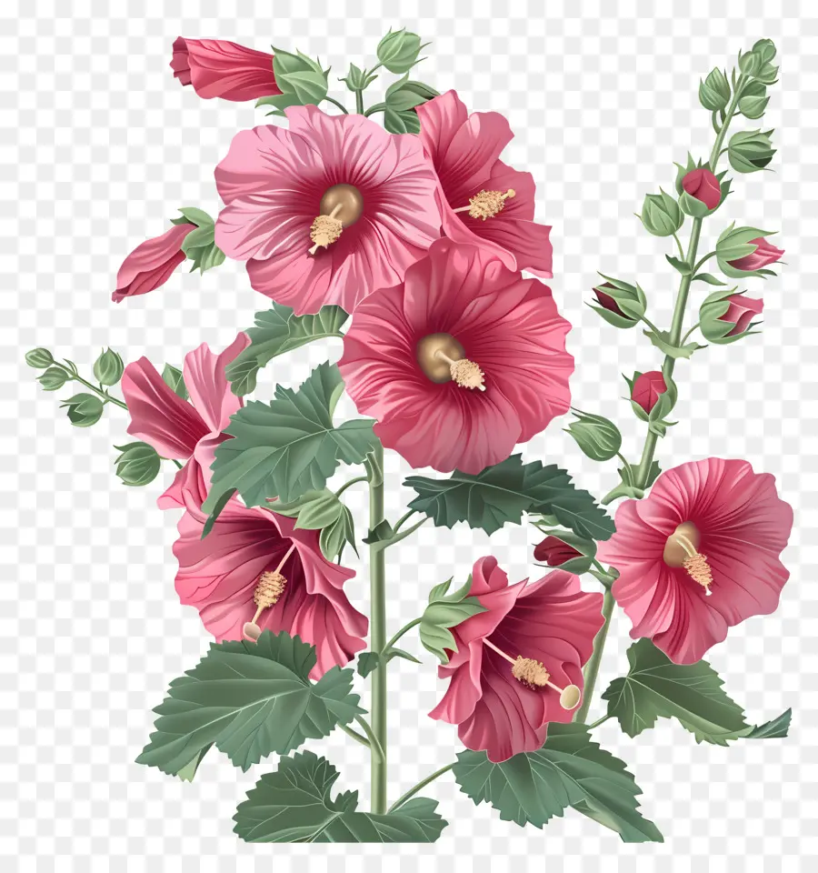 Hollyhock，Flor De Hibisco PNG