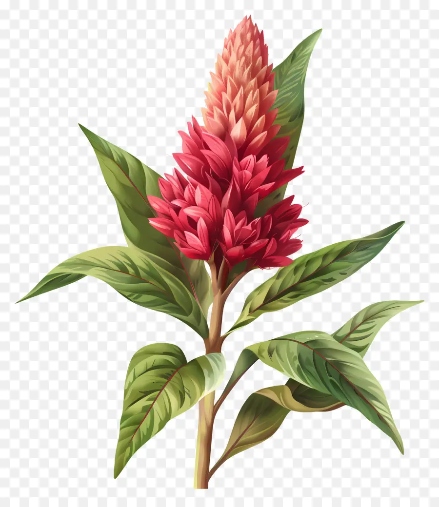 Celosia Flor，Flor Vermelha PNG