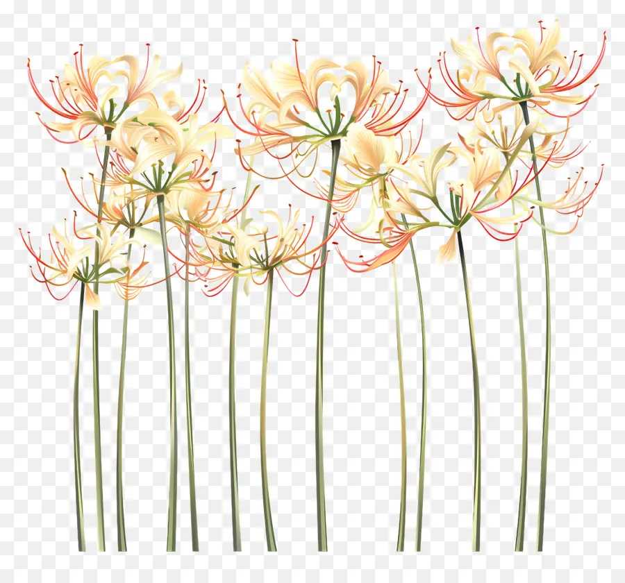 Spider Lily，Flores Brancas PNG