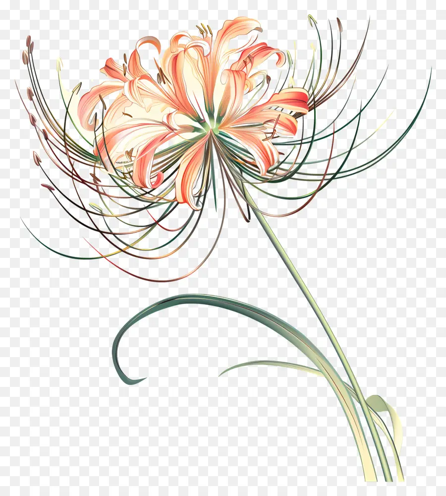 Spider Lily，Flor Da Laranja PNG