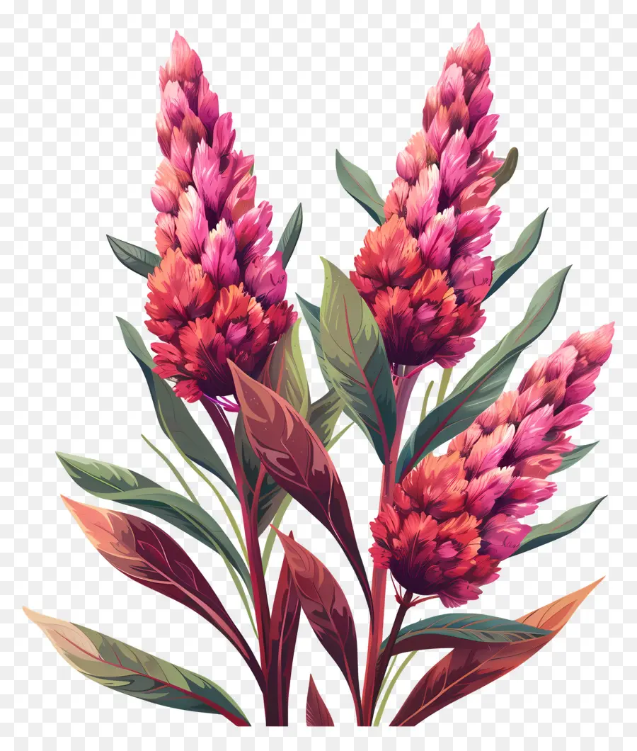 Celosia Flor，Flor Vermelha PNG