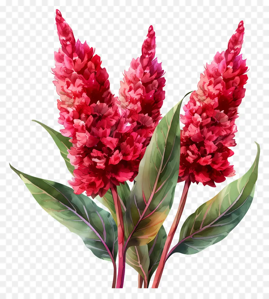Celosia Flor，Flores Vermelhas PNG