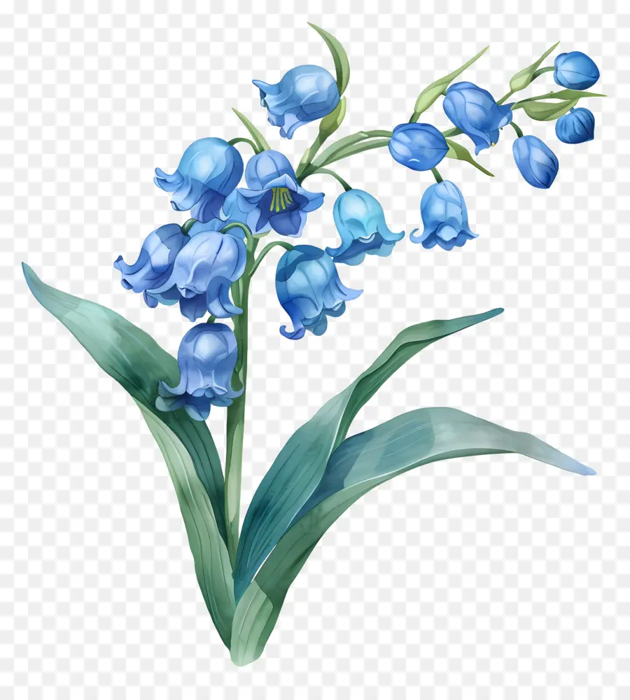 Lily Azul Do Vale，Azul Jacinto PNG