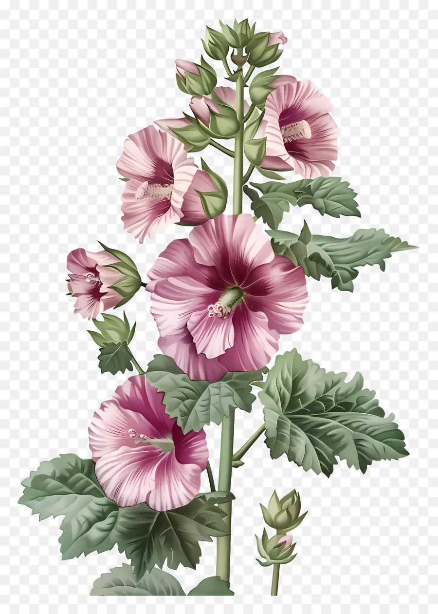 Hollyhock，Cor De Rosa Hibisco PNG