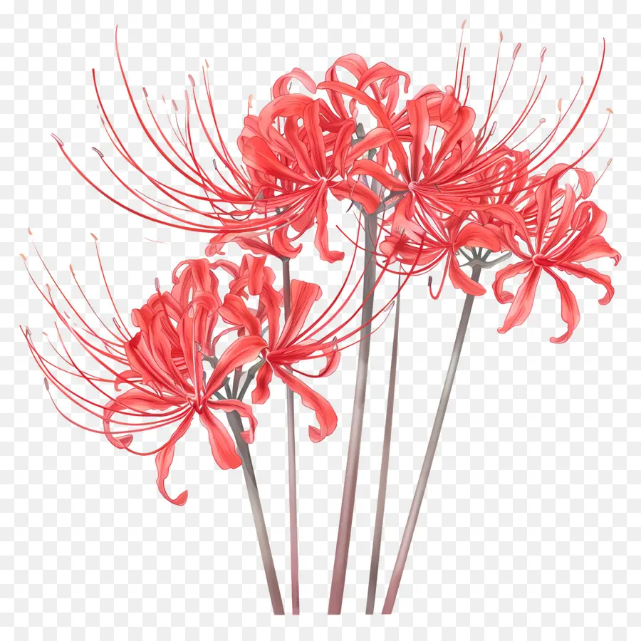 Spider Lily，Flores Vermelhas PNG