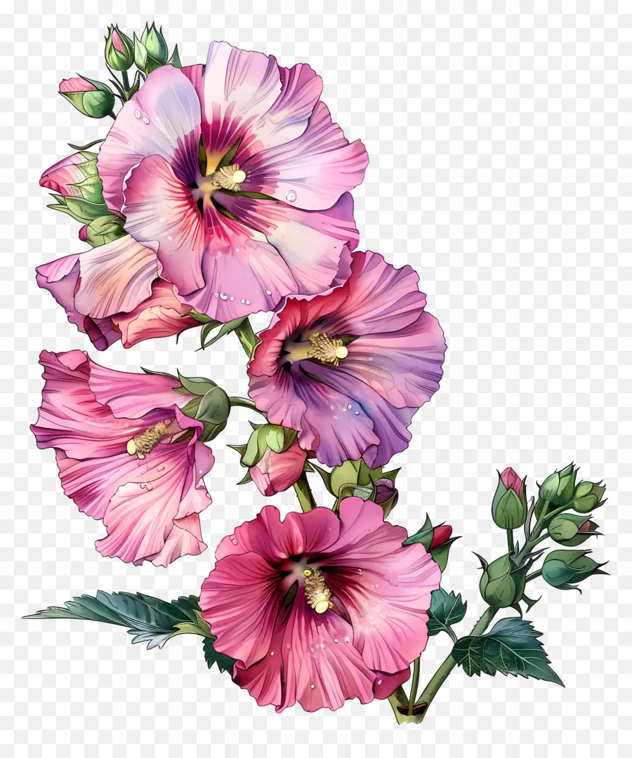 Hollyhock，Flores De Hibisco PNG