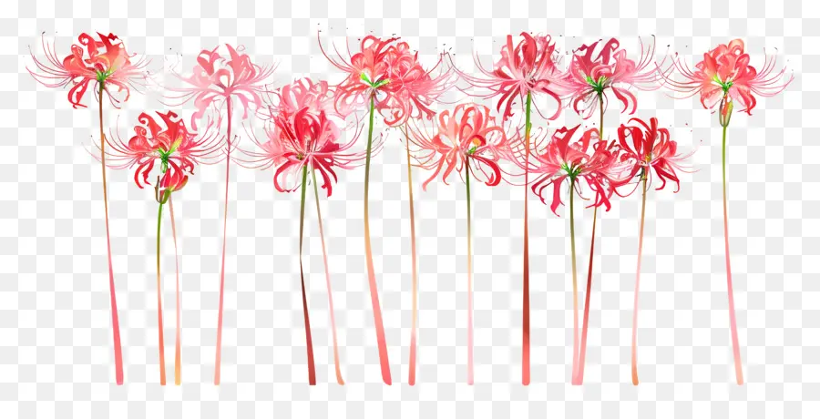 Spider Lily，Flores Cor De Rosa PNG