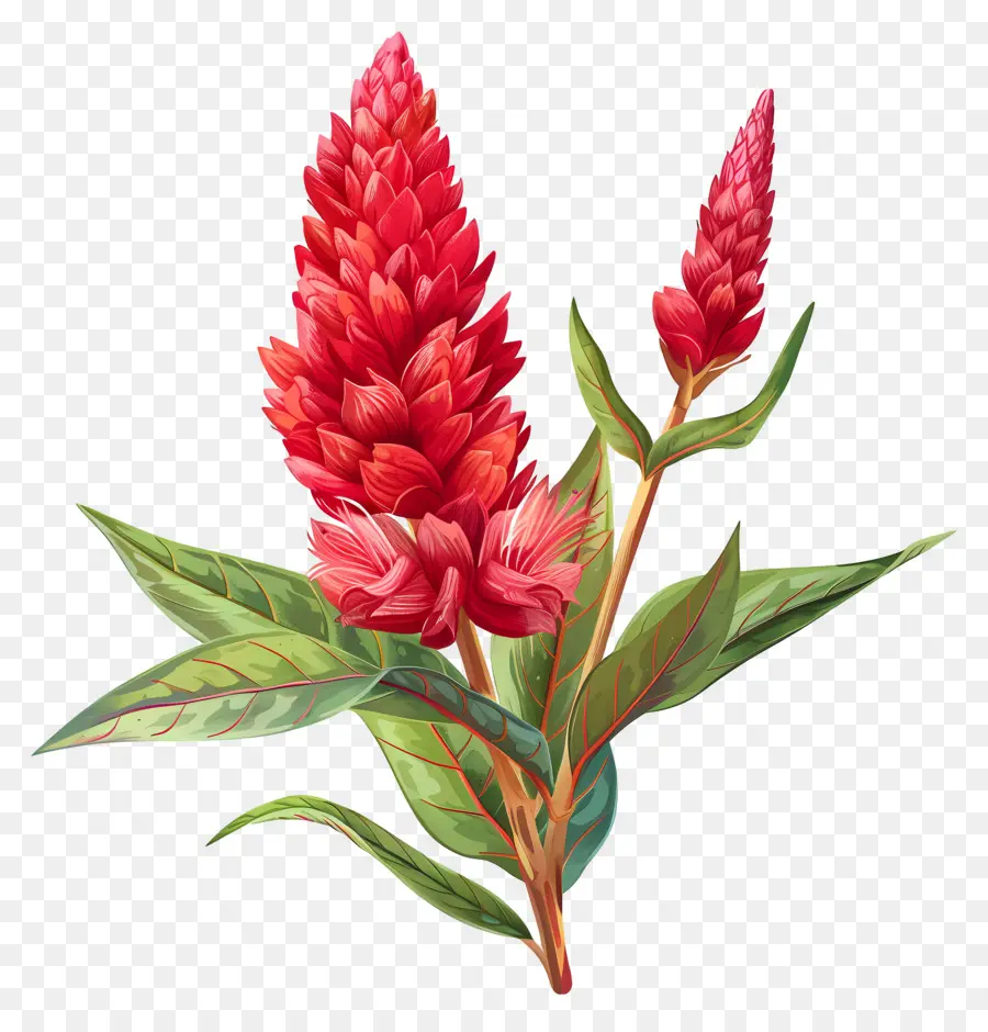 Celosia Flor，Flor Vermelha PNG