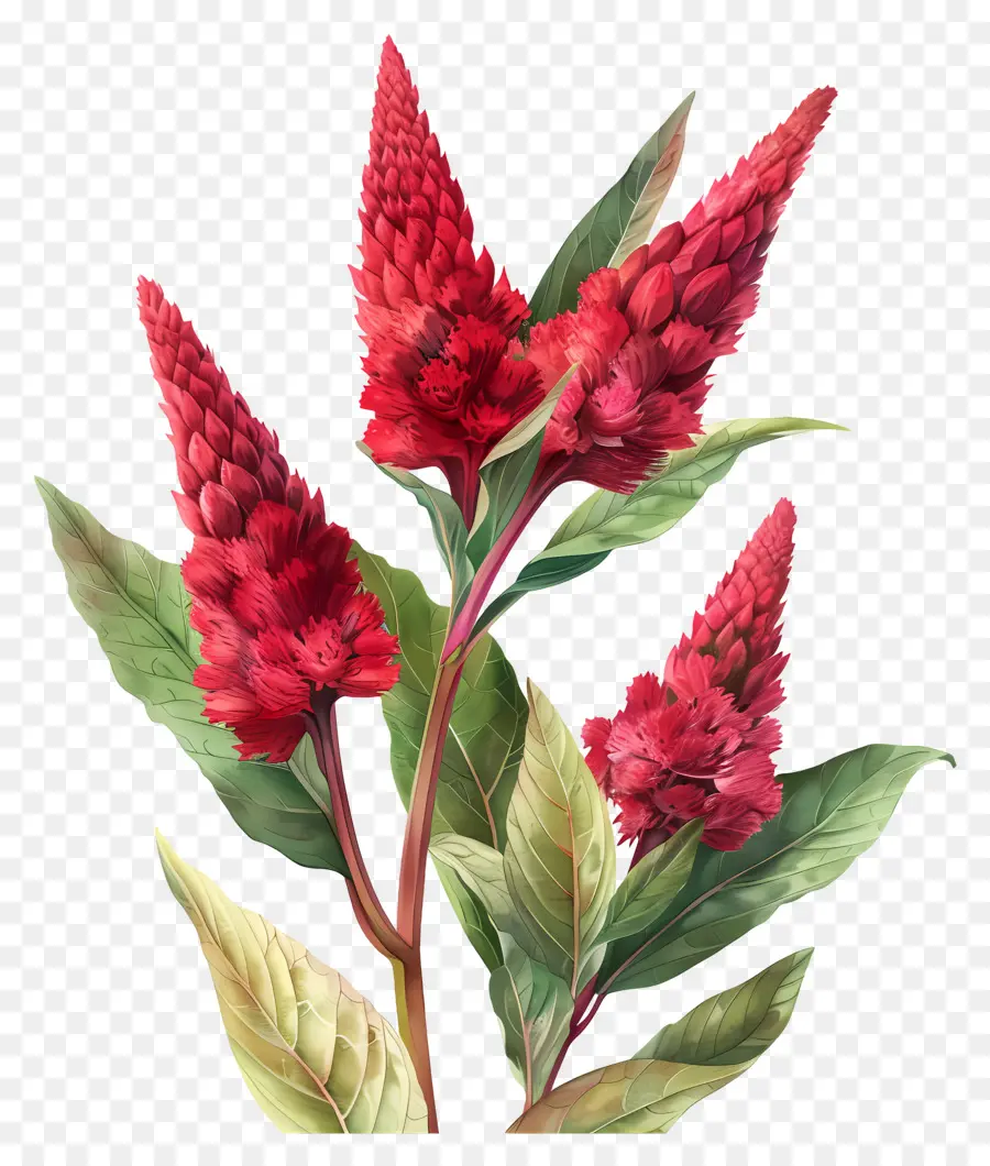 Celosia Flor，Flores Vermelhas PNG