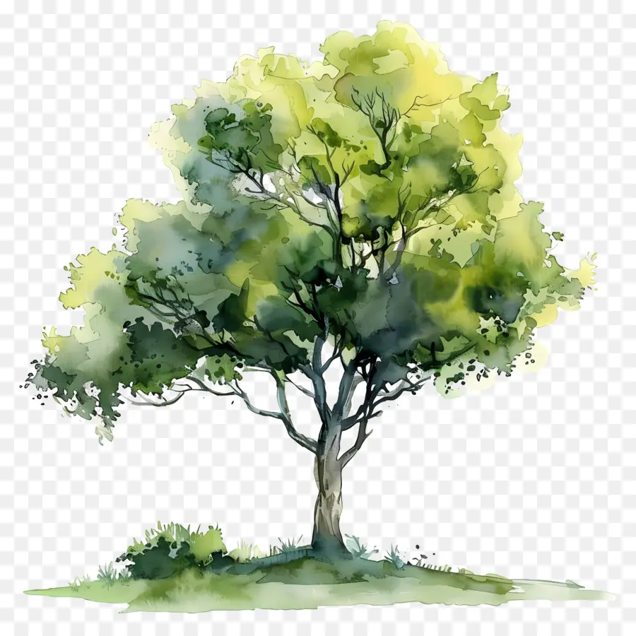 Plano De árvore Em Aquarela，árvore De Pintura PNG