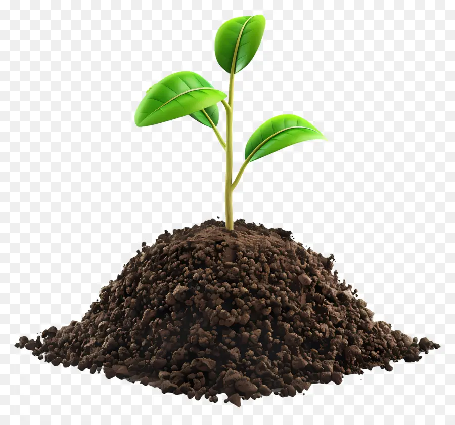 Soil，Planta PNG