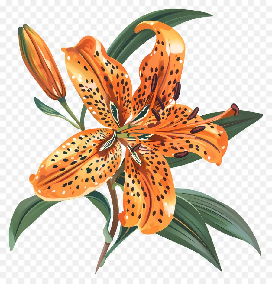 Tiger Lily，Lírio Laranja PNG