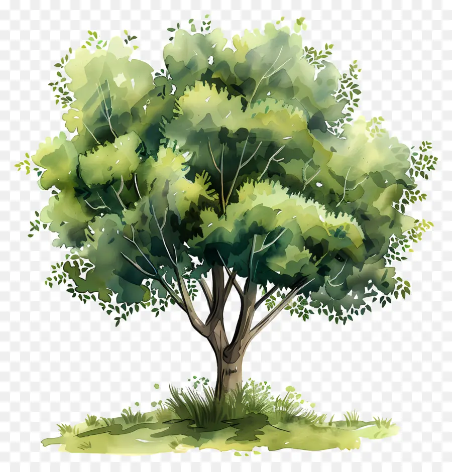 Plano De árvore Em Aquarela，árvore PNG
