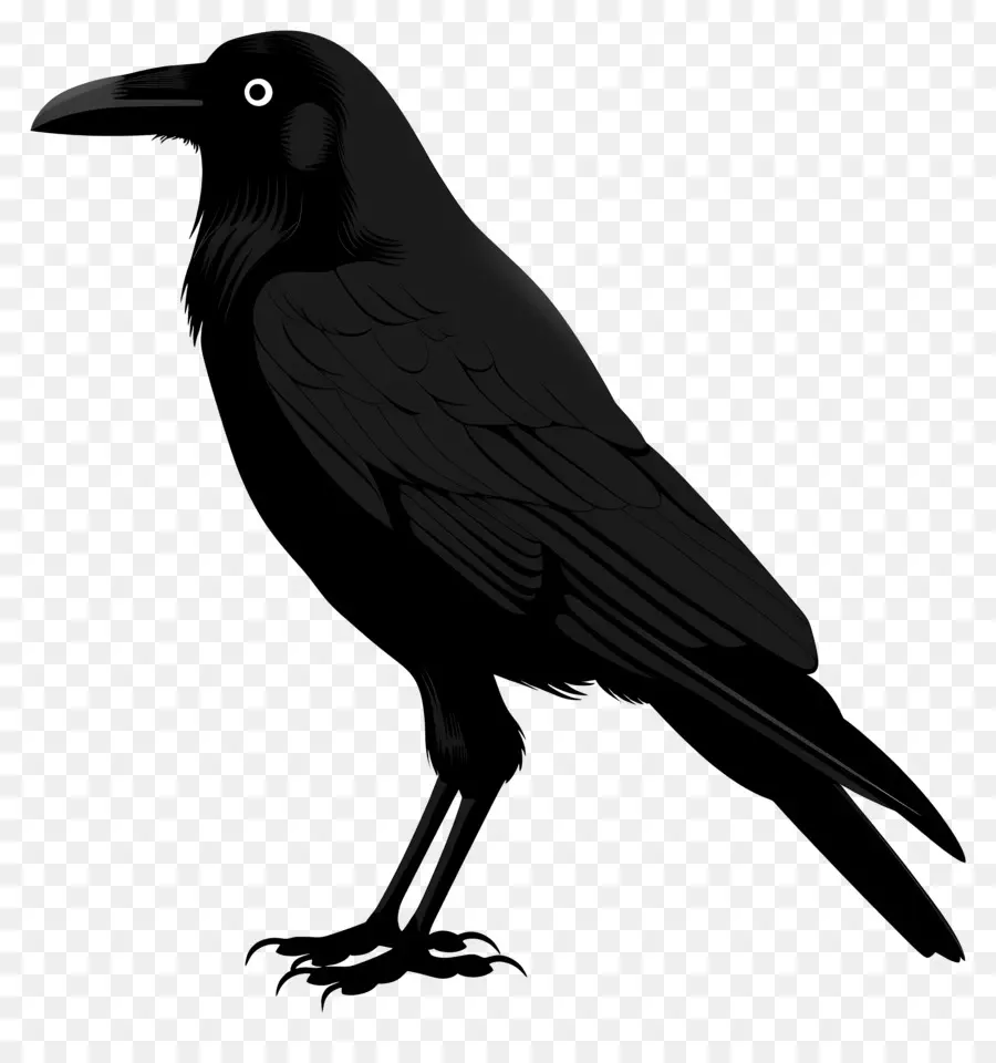 Crow，Black Raven PNG