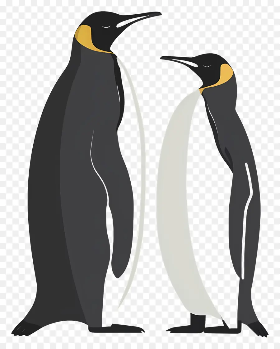 Pinguins，Casaco Preto PNG