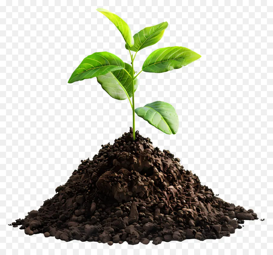 Soil，O Crescimento Da Planta PNG