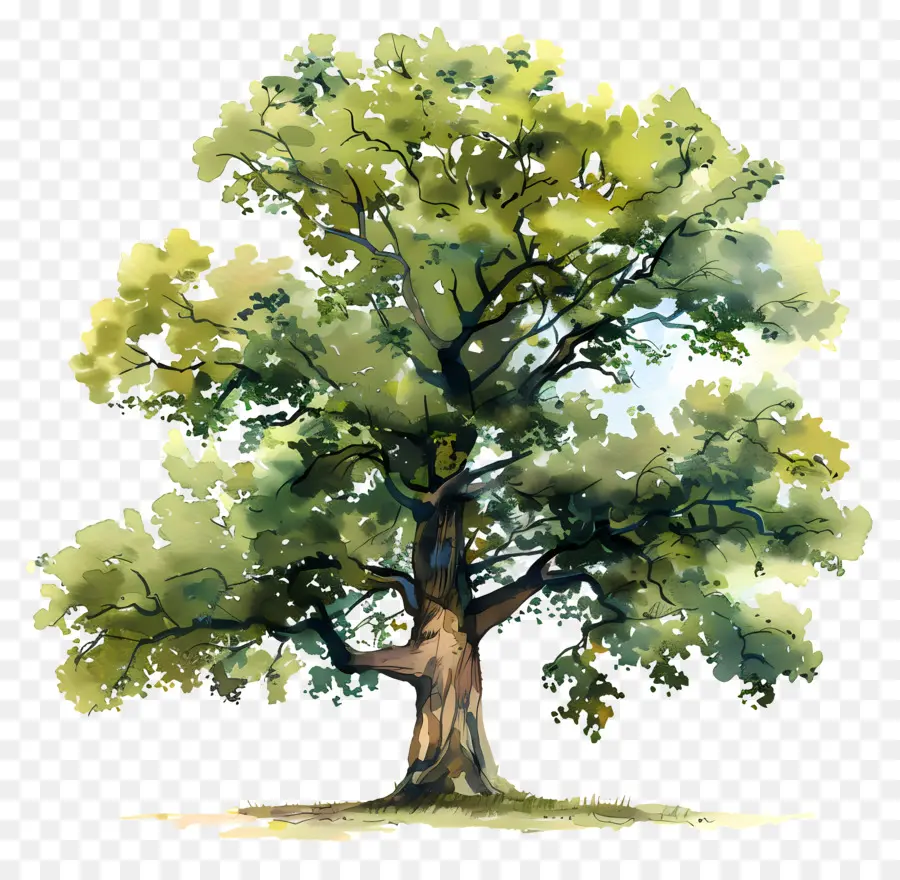 Plano De árvore Em Aquarela，Oak Tree PNG