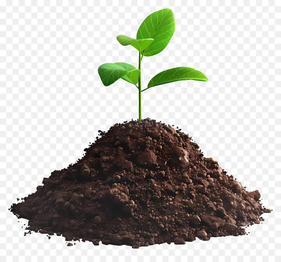 Soil，O Crescimento Da Planta PNG