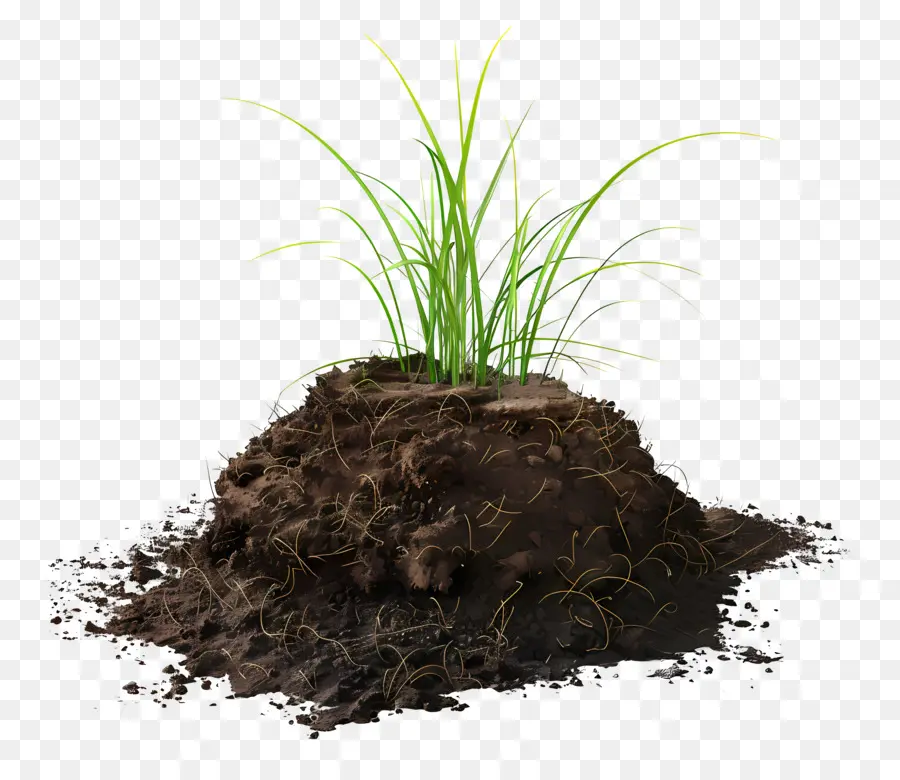 Soil，Plantas PNG