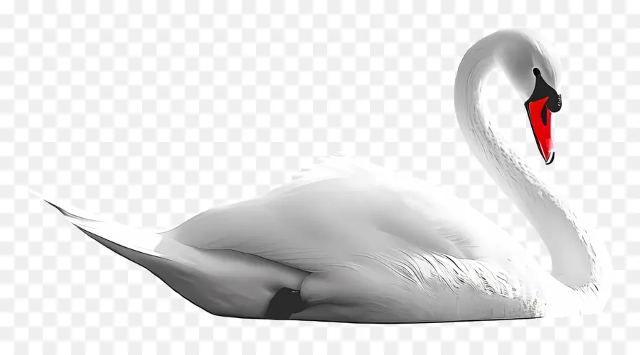 Swan，A Vida Selvagem PNG