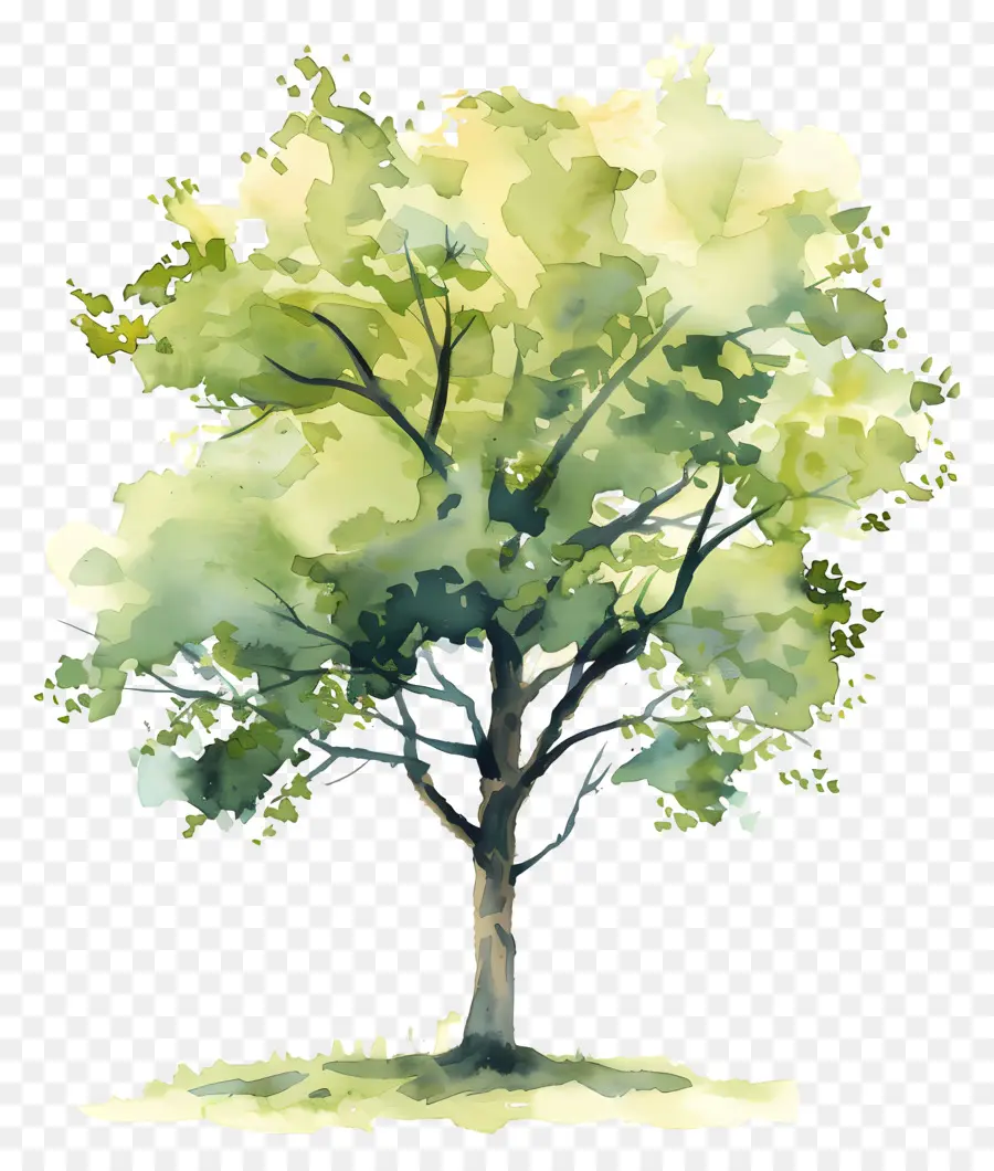 Plano De árvore Em Aquarela，árvore PNG
