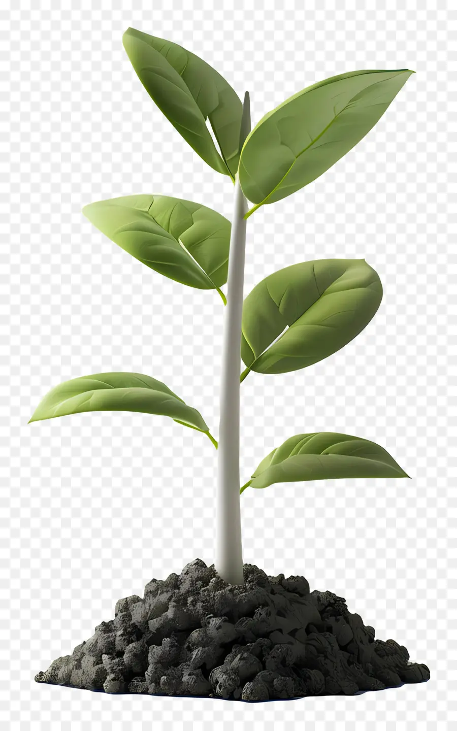 Solo Vegetal，O Crescimento Da Planta PNG