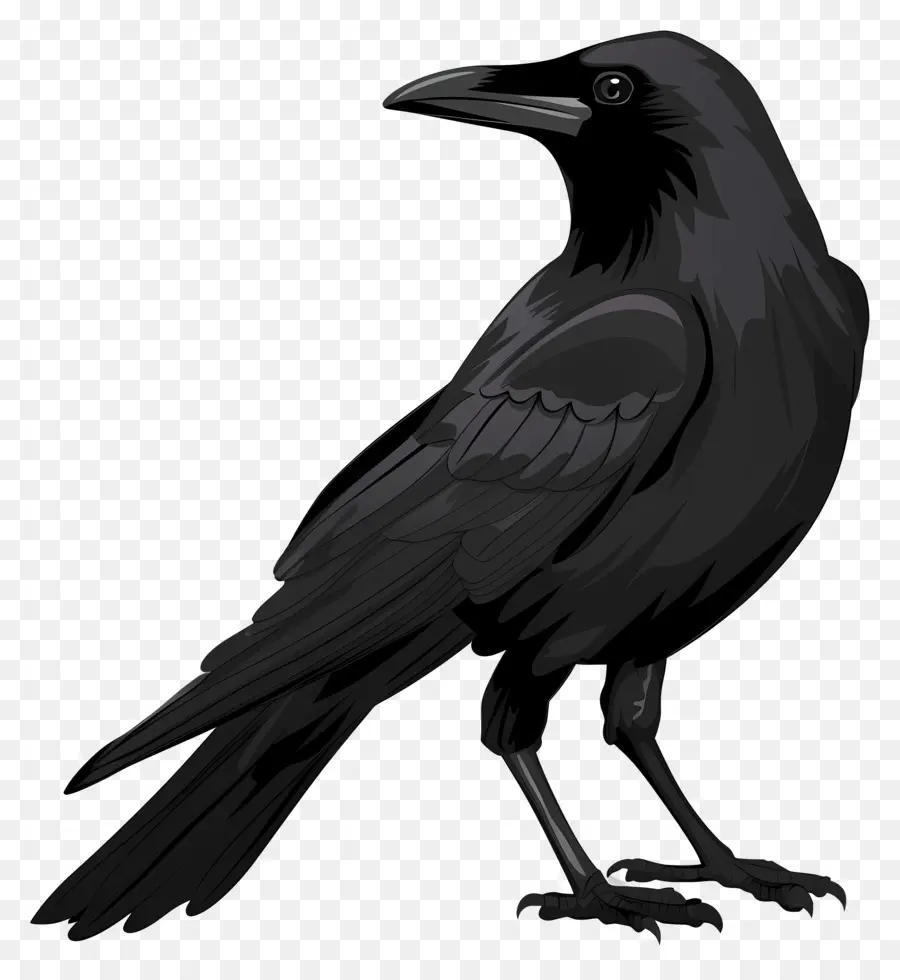 Crow，Aves PNG