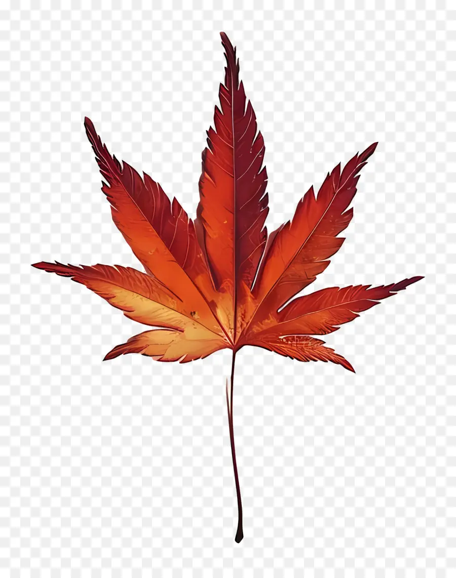 Maple Leaf，Folha Vermelha PNG