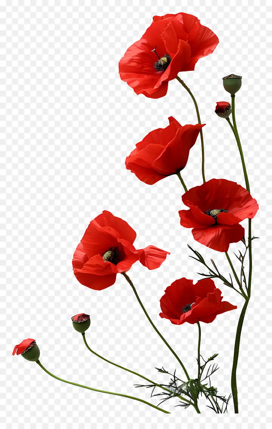 Memorial Day，Flor Vermelha PNG