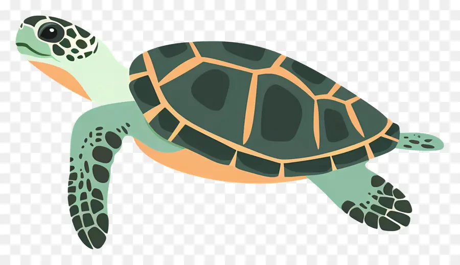 Turtle，Oceano PNG