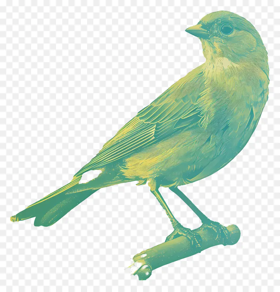 Aves，Verde PNG