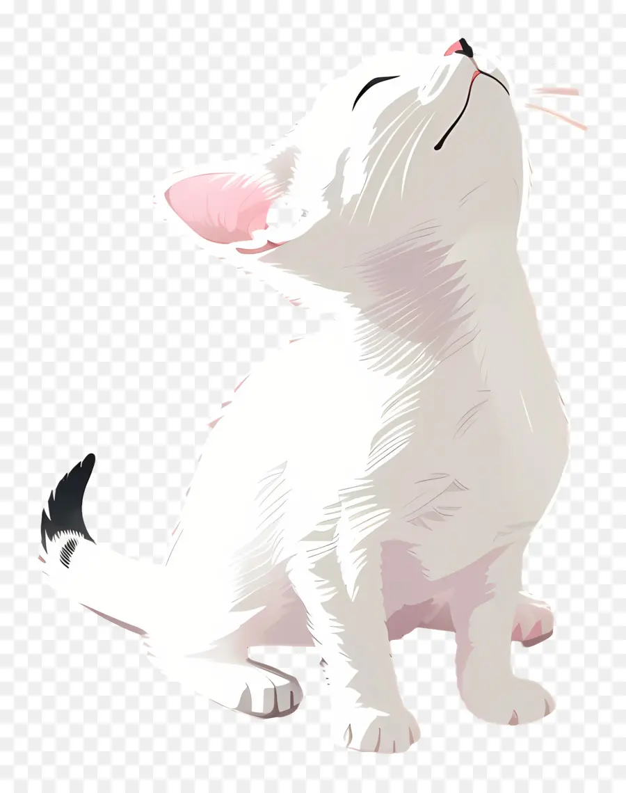 Gatinho，Gato Branco PNG