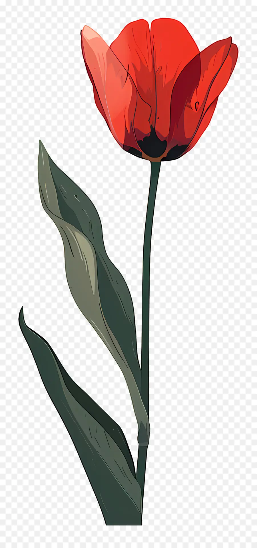 Tulip，Flor De Papoula PNG