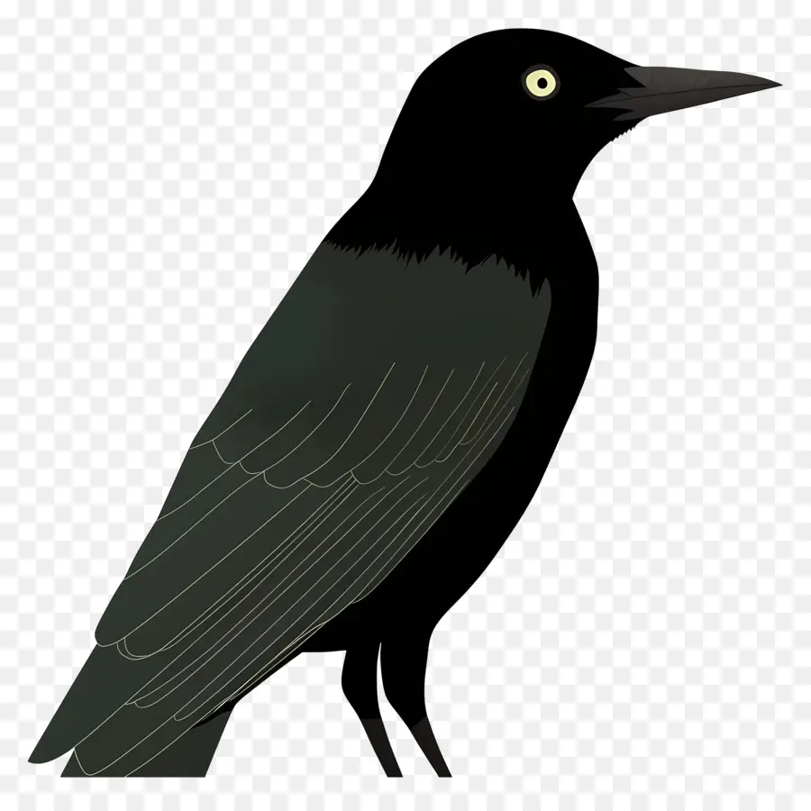 Aves，Crow PNG