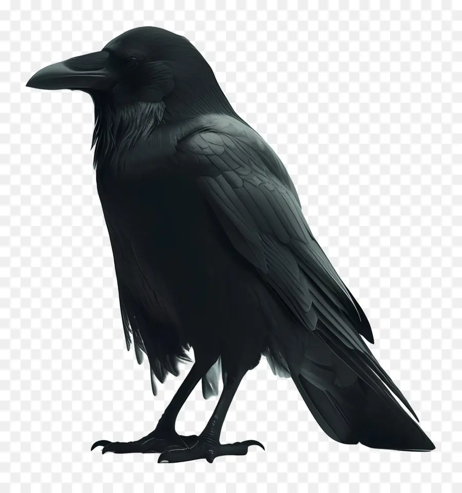 Crow，Pássaro Preto PNG