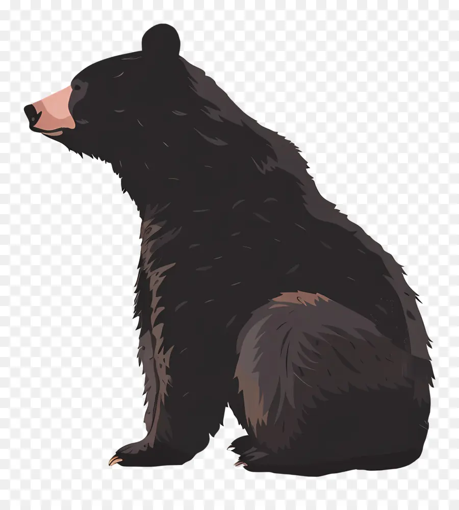 Urso，Urso Preto PNG