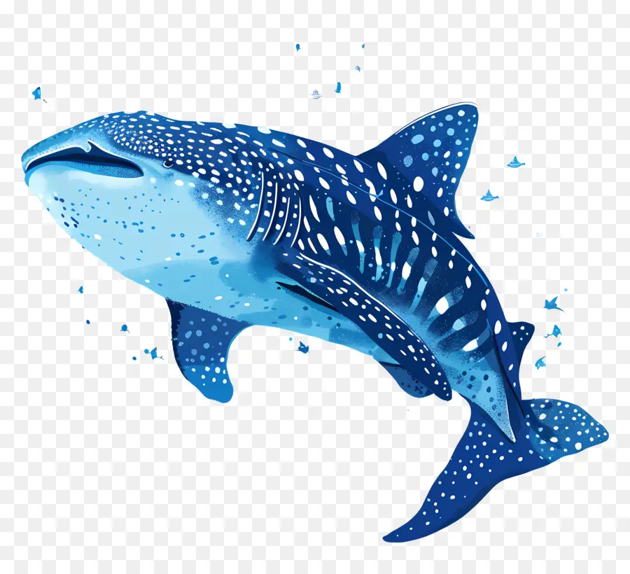 Tubarão Baleia，Animal Marinho PNG