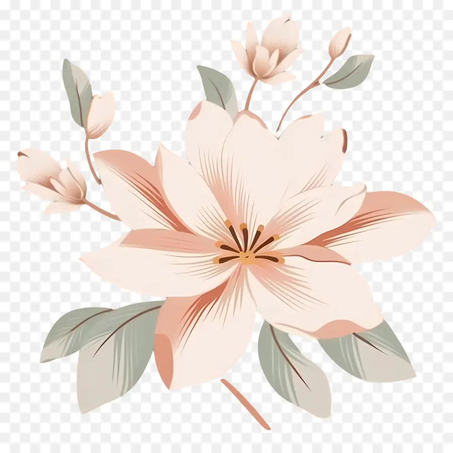 Romântico Flor，Cor De Rosa Magnolia PNG