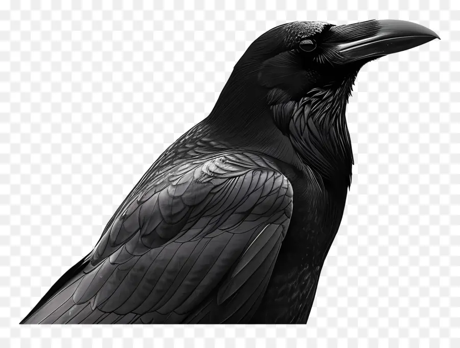 Raven，Pássaro Preto PNG