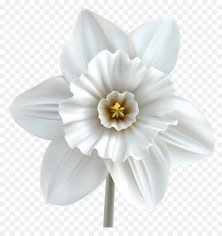 Flor De Daffodil，Flor Branca PNG