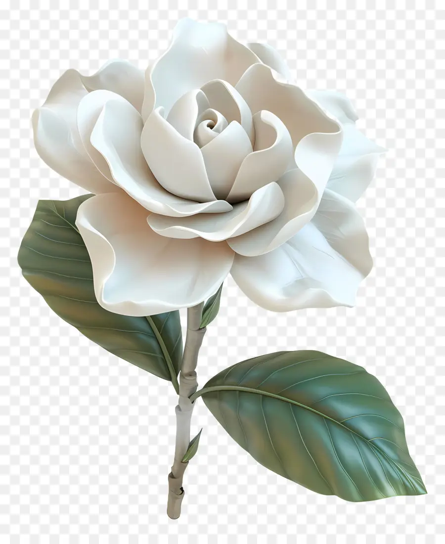Gardênia Flores，Flor Branca PNG