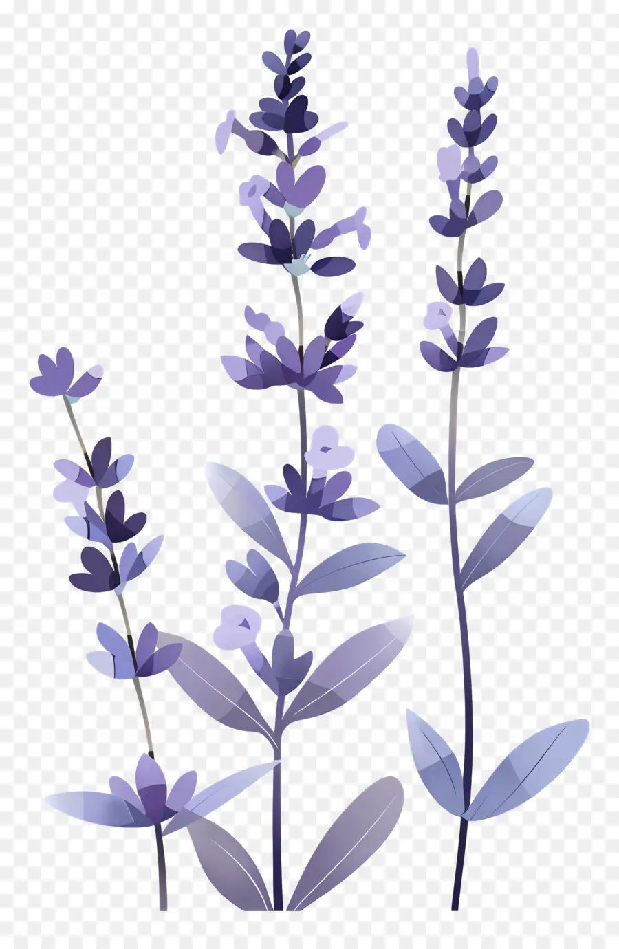 Lavanda，Plantar PNG